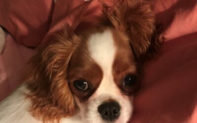 Dog Lovers Live Longer – 10 Wellness Tips I Learned From My Dog